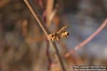 Photo: Hamamelis virginiana 5.