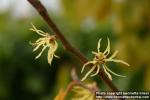 Photo: Hamamelis virginiana 3.