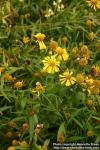 Photo: Helenium autumnale 4.