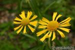 Photo: Helenium autumnale 6.