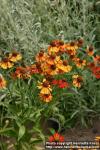 Photo: Helenium autumnale 8.