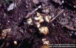 Photo: Helianthus tuberosus 3.
