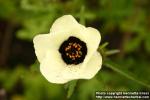Photo: Hibiscus trionum 4.