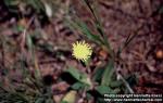 Photo: Hieracium pilosella 1.