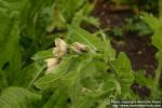 Photo: Hyoscyamus niger 7.