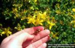 Photo: Hypericum perforatum 7.