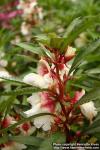 Photo: Impatiens balsamina 1.