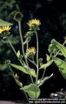 Photo: Inula helenium 4.