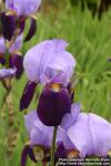 Photo: Iris x germanica 6.