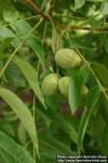 Photo: Juglans cinerea.