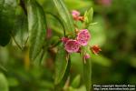 Photo: Kalmia angustifolia 2.