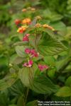 Photo: Lantana camara 1.