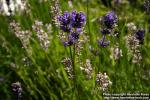 Photo: Lavandula angustifolia 12.