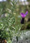 Photo: Lavandula stoechas 6.