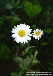 Photo: Leucanthemum vulgare 2.