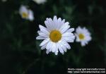 Photo: Leucanthemum vulgare 3.