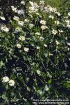 Photo: Leucanthemum vulgare.