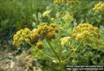 Photo: Levisticum officinale 1.