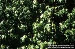 Photo: Liquidambar styraciflua.