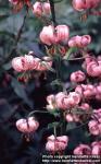 Photo: Lilium martagon 1.