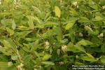 Photo: Lonicera xylosteum 8.