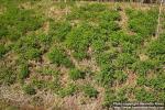 Photo: Lupinus polyphyllos 4.