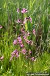 Photo: Lychnis flos cuculi 2.
