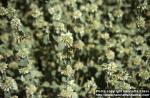 Photo: Marrubium vulgare 1.