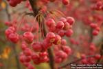 Photo: Malus toringo.