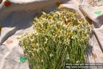 Photo: Matricaria recutita 5.