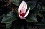 Photo: Magnolia 1.