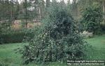 Photo: Malus pumila 3.