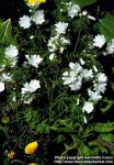 Photo: Malva moschata 2.