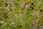 Photo: Mentha pulegium 5.