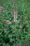 Photo: Mentha spicata 4.