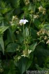 Photo: Mirabilis jalapa 4.