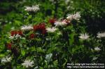 Photo: Monarda didyma 5.