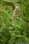 Photo: Nepeta cataria 6.