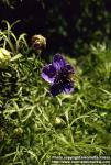 Photo: Nigella damascena 7.