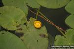 Photo: Nuphar lutea 7.