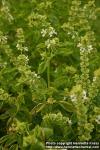 Photo: Ocimum basilicum 7.