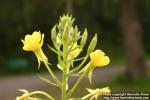 Photo: Oenothera biennis 9.