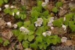 Photo: Oxalis acetosella 3.