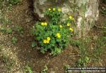 Photo: Oxalis corniculata.