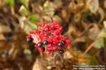 Photo: Paeonia obovata 2.