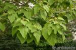 Photo: Paulownia tomentosa.
