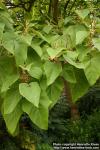 Photo: Paulownia tomentosa 1.