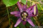 Photo: Passiflora edulis.