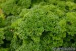 Photo: Petroselinum crispum 14.