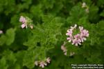 Photo: Pelargonium 7.